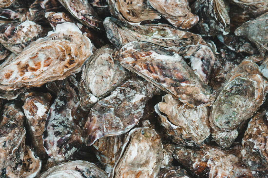 cluster of oysters